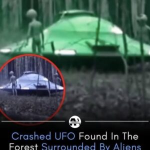 The Forest UFO Photographs of 2026: Evidence, Speculation, and an Unresolved Mystery 27 The Forest UFO Photographs of 2026: Evidence, Speculation, and an Unresolved Mystery