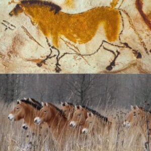 The Ancient Horses That Never Truly Disappeared: A Mystery Spanning 17,000 Years