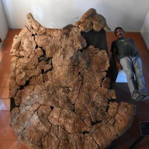 The Giant Horned Turtle That Ruled Ancient Rivers Before Humans Existed 14 2HGb6ErWUEj70PZsg9SMCtH1DixjkttcrGLI