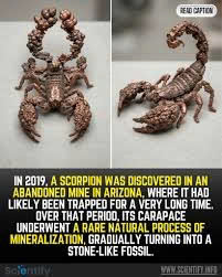 THE COPPER SCORPION: THE IMPOSSIBLE CREATURE THAT NATURE FORGED INTO METAL 21