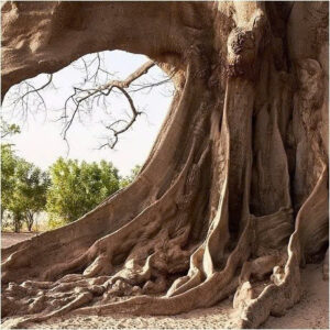 The Sacred Giant of Senegal: The Ancient Tree That Connects Earth, Sky, and Legend 1 2aOboQcYk39BdZzqEThTW8UnNkQQhoaw4IATiP3o