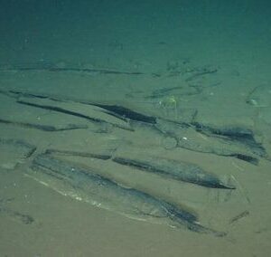 Secret site discovered where nearly 500 whales 'rest in peace'. 19 acb852b854f3bdade4e2