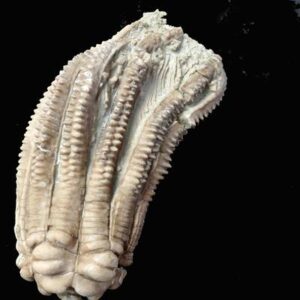 fossilgalerie encrinus liliiformis