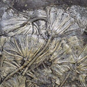 fossilgalerie traumatocrinus