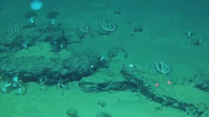 745-mile whale graveyard found at the bottom of Indian Ocean 12 indian ocean whale graveyard