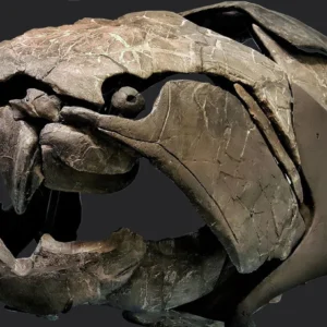 this is the skull of a dunkleosteus a gigantic prehistoric v0 ai2rkvfdndt61