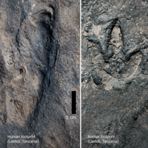 Matching Dinosaur Footprints Across the Atlantic Reveal a Lost World Beneath Our Feet