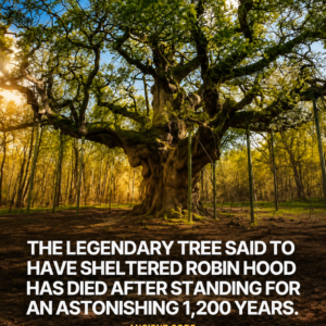 The Ancient Oak That Witnessed Nearly 1,200 Years of History Has Reached the End of Its Life
