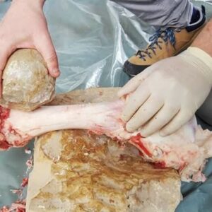 2-Million-Year-Old Stone Balls May Have Helped Shape Human Evolution 36 2-Million-Year-Old Stone Balls May Have Helped Shape Human Evolution