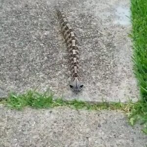 The Snake That Looked Like a Toy—Until Experts Revealed the Dangerous Truth 21 The Snake That Looked Like a Toy—Until Experts Revealed the Dangerous Truth
