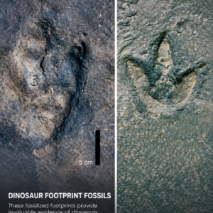 Matching Dinosaur Footprints Across the Atlantic Reveal an Astonishing Lost World 6 Matching Dinosaur Footprints Across the Atlantic Reveal an Astonishing Lost World